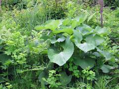 Ligularia sachalinensis