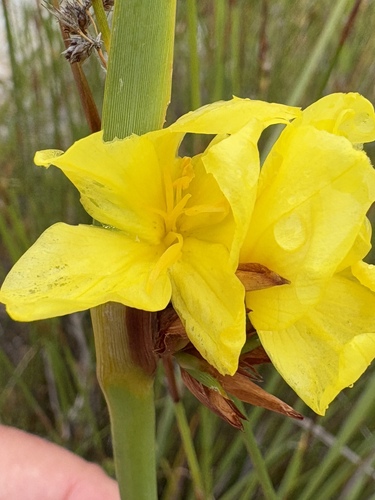 Image of Bobartia anceps by (c) Charleen Brunke, some rights reserved (CC BY)