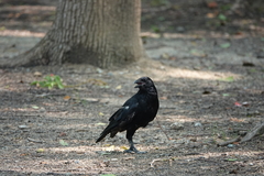 Corvus corone