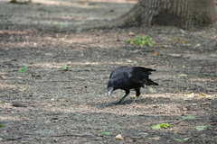 Corvus corone