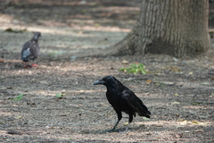 Corvus corone