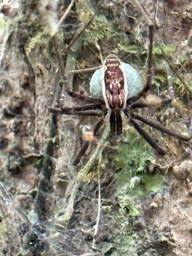 Caripetella madagascariensis