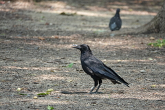 Corvus corone
