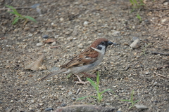 Passer montanus