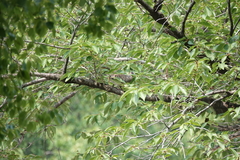 Streptopelia orientalis