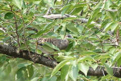 Streptopelia orientalis