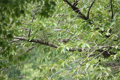 Streptopelia orientalis