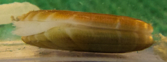 Solemya velum