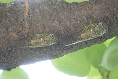 Cryptotympana facialis