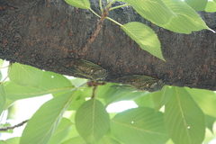 Cryptotympana facialis