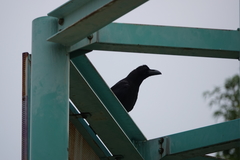 Corvus macrorhynchos