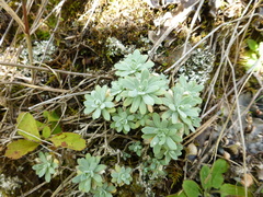 Schivereckia podolica