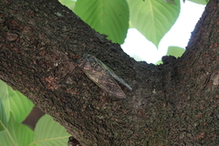 Cryptotympana facialis