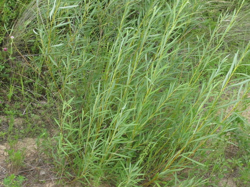 Salix miyabeana, photograph 4