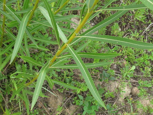 Salix miyabeana, photograph 3