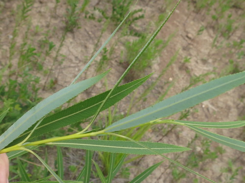 Image of Salix miyabeana by (c) Repina Tatyana, some rights reserved (CC BY)