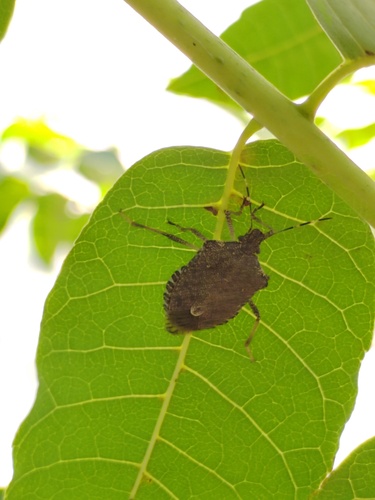 Brown Marmorated Stink Bug