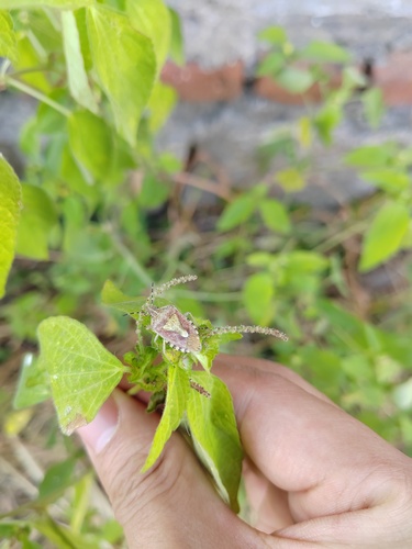 Sloe Bug