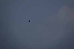 Graphium sarpedon nipponum