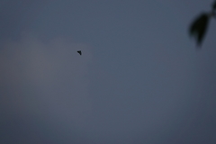 Graphium sarpedon nipponum