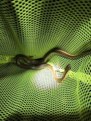 Opisthotropis lateralis