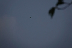 Graphium sarpedon nipponum