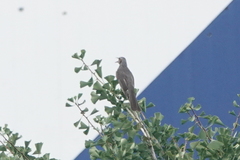 Hypsipetes amaurotis