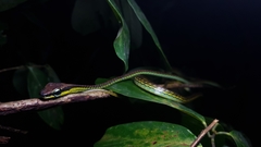 Dendrelaphis formosus