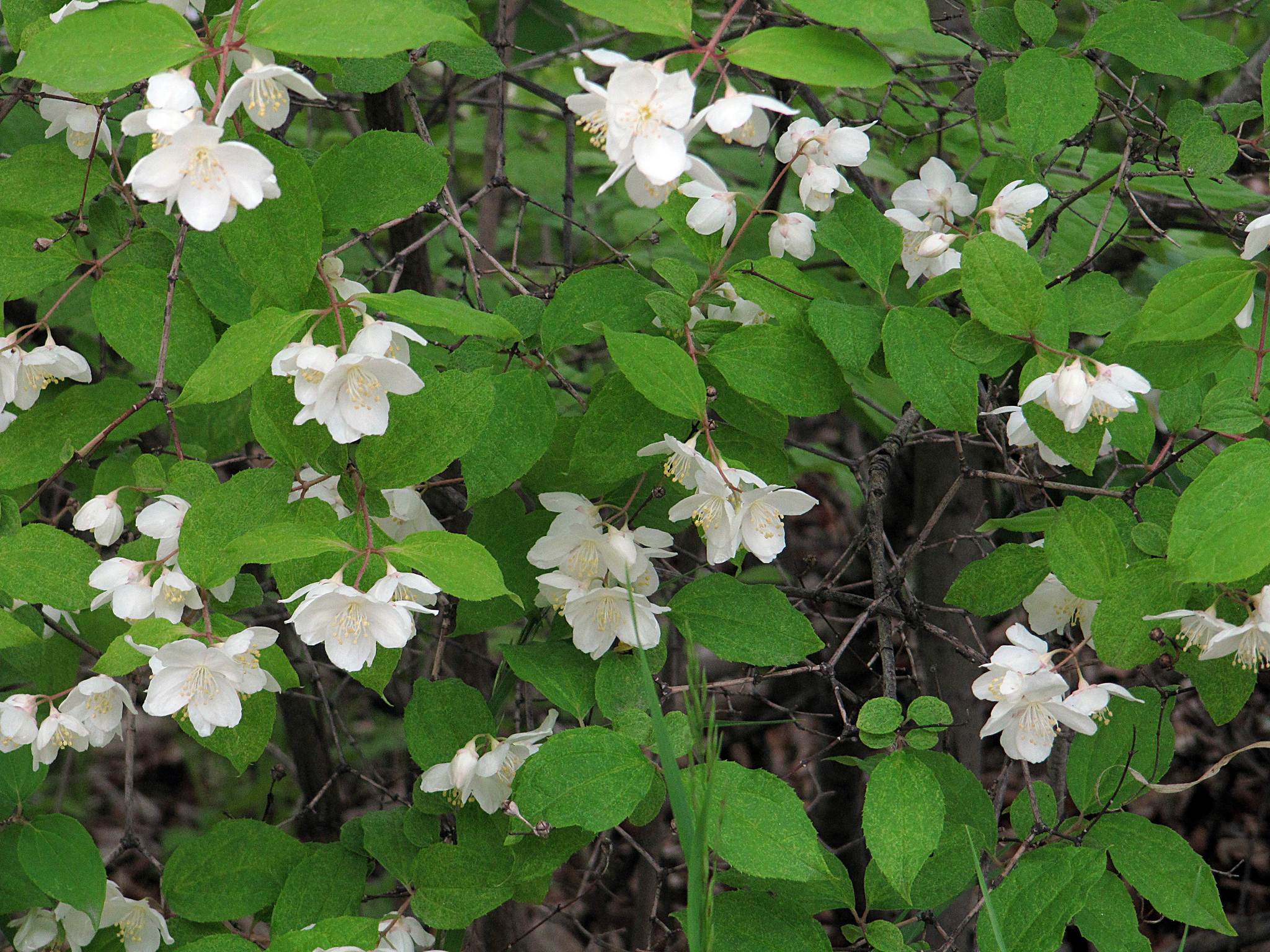 Philadelphus tenuifolius