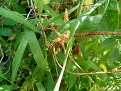 Cuscuta lupuliformis