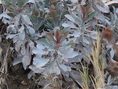 Limonium estevei
