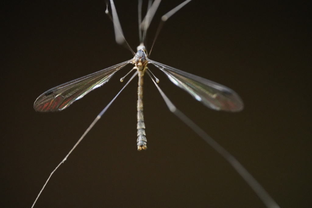 White-footed Ghost
