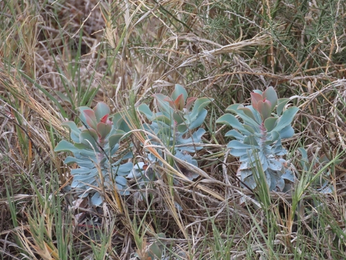 Limonium estevei, photograph 1