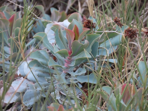 Limonium estevei, photograph 2