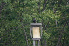 Corvus macrorhynchos