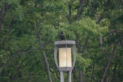 Corvus macrorhynchos