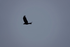 Corvus macrorhynchos