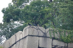 Corvus macrorhynchos