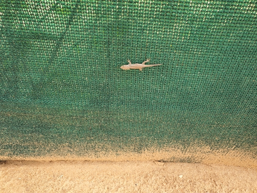 Common Dwarf Gecko