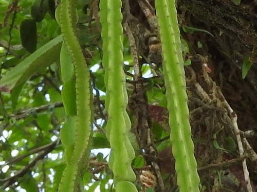 Foto de Cacto-de-cesto