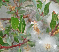 Salix breviserrata