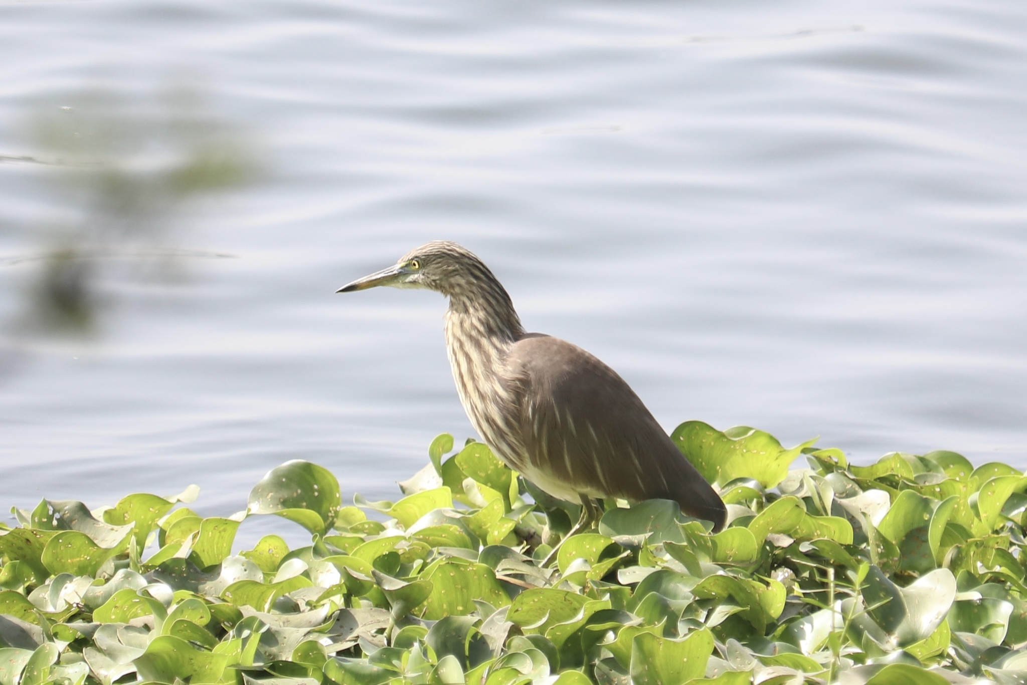 Indian Pond Heron (Ardeola grayii)