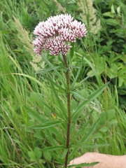 Eupatorium lindleyanum