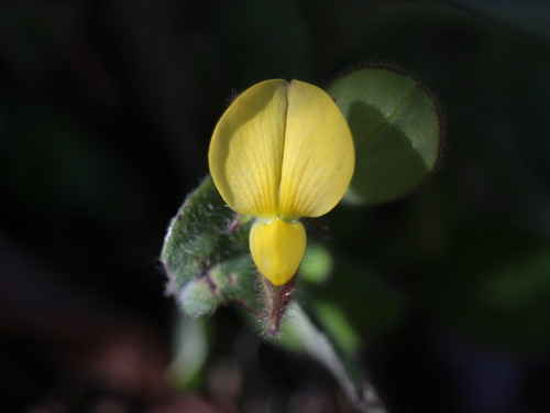 Crotalaria ferruginea