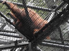 Pongo pygmaeus pygmaeus