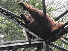 Pongo pygmaeus pygmaeus