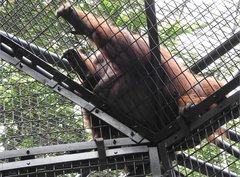 Pongo pygmaeus pygmaeus