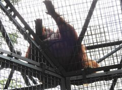 Pongo pygmaeus pygmaeus