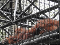 Pongo pygmaeus pygmaeus