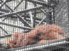 Pongo pygmaeus pygmaeus